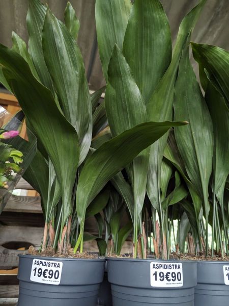 ASPIDISTRA