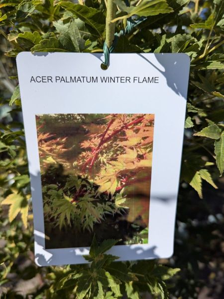 Acer Palmatum winter Flame