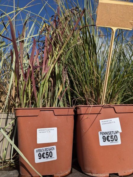 PENNISETUM ALOPECUROIDE