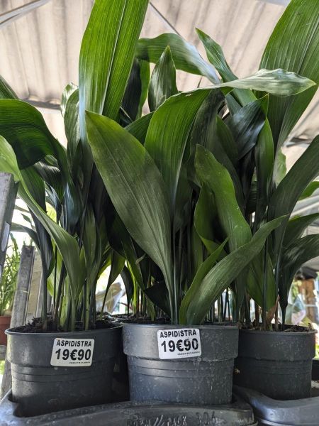 ASPIDISTRA