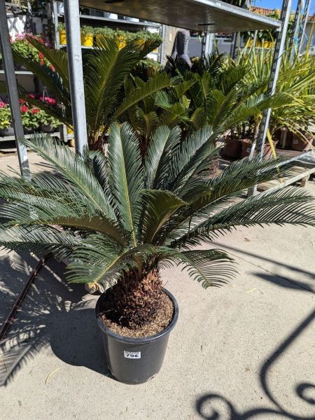 CYCAS