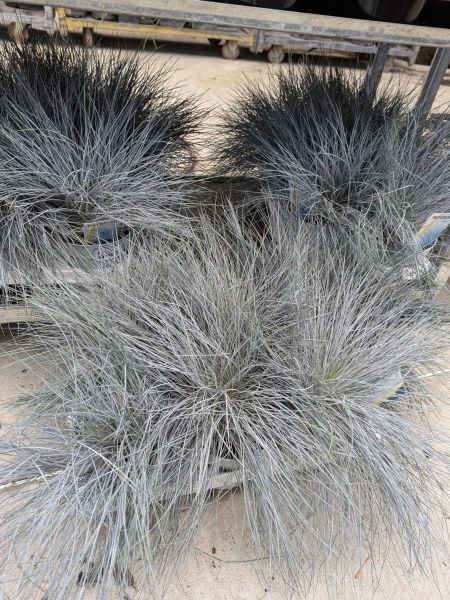 FESTUCA-BLEU-INTENSE