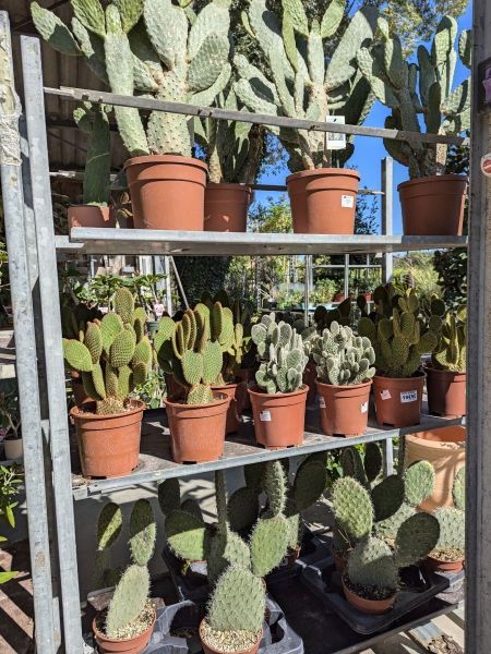 OPUNTIA-CACTUS-EXTERIEUR