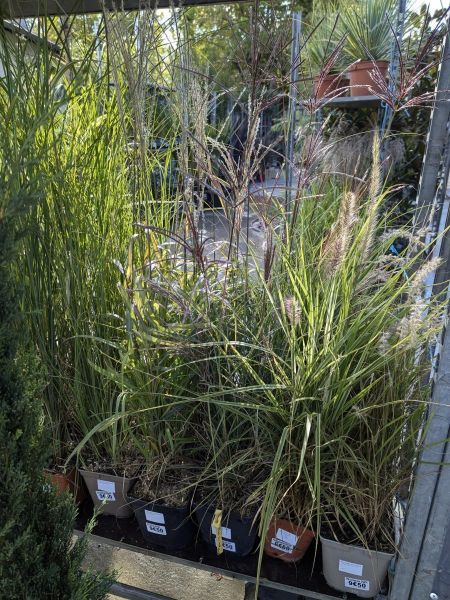 PENNISETUM