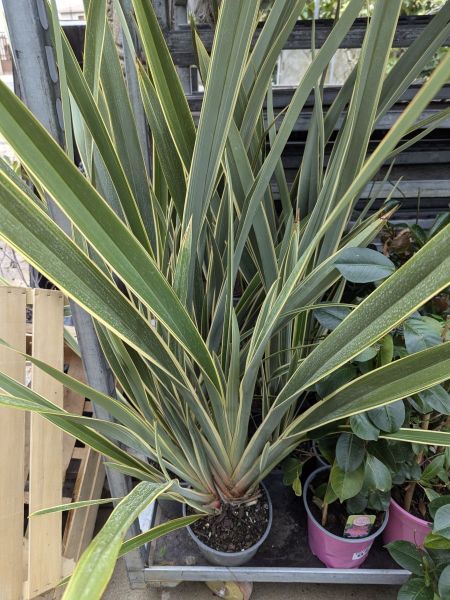 PHORMIUM-TENAX-VARIEGATA