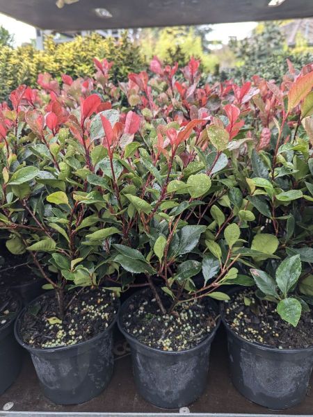 PHOTINIA-NANA