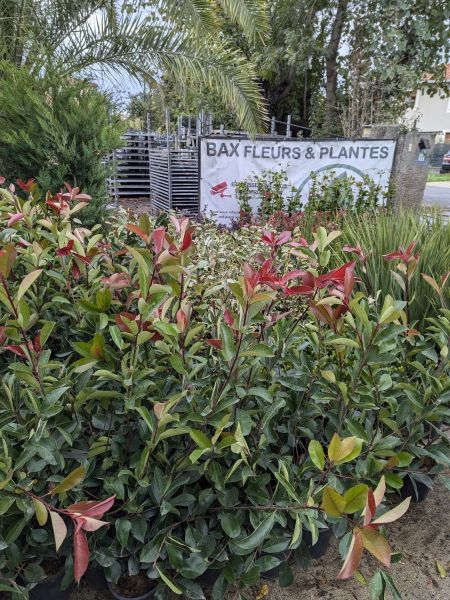 PHOTINIA-RED-ROBIN