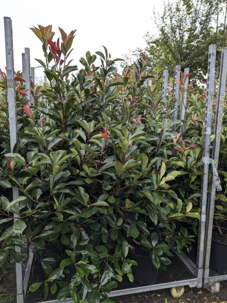 PHOTINIA-XXL