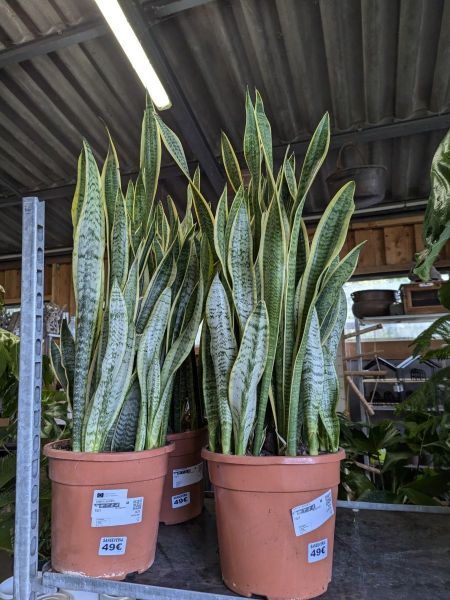 SANSEVERIA-XL