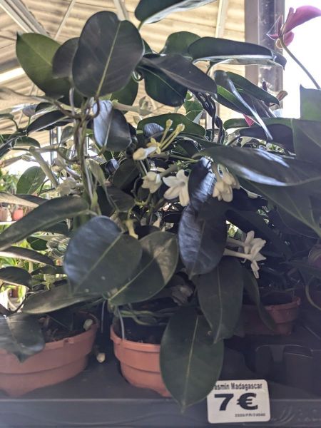 STEPHANOTIS