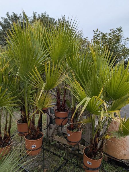 WASHINGTONIA-3-TRONCS