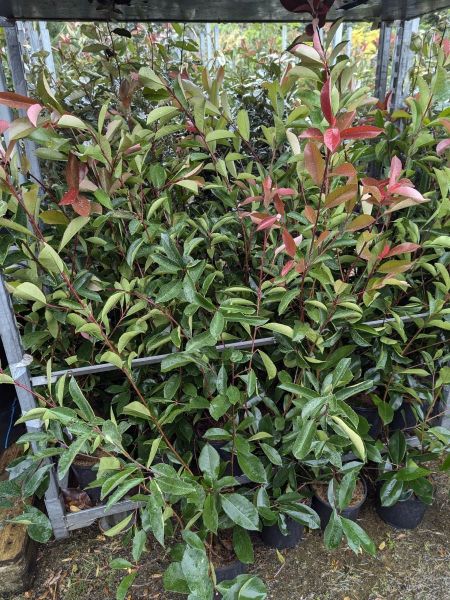 PHOTINIA