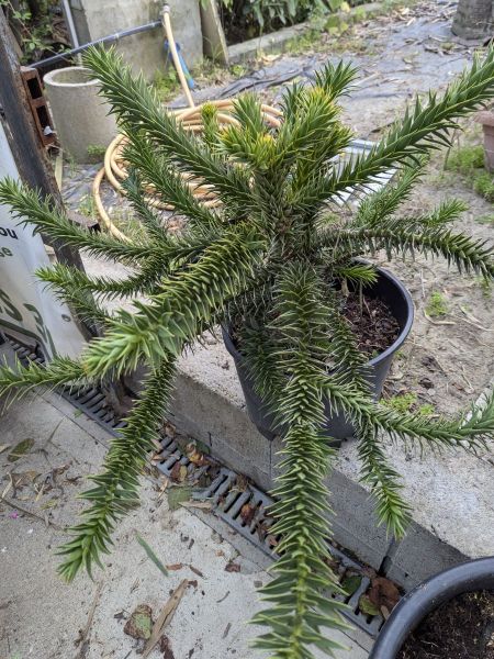 ARAUCARIA