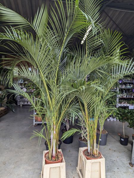 ARECA-DYPSIS-LUTESCENS-200