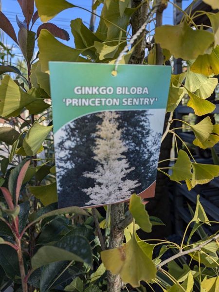 GINKO-BILOBA