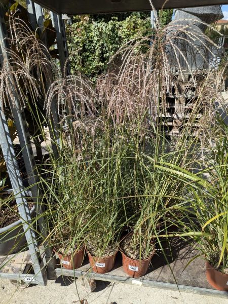 MISCANTHUS PINK CLOUD