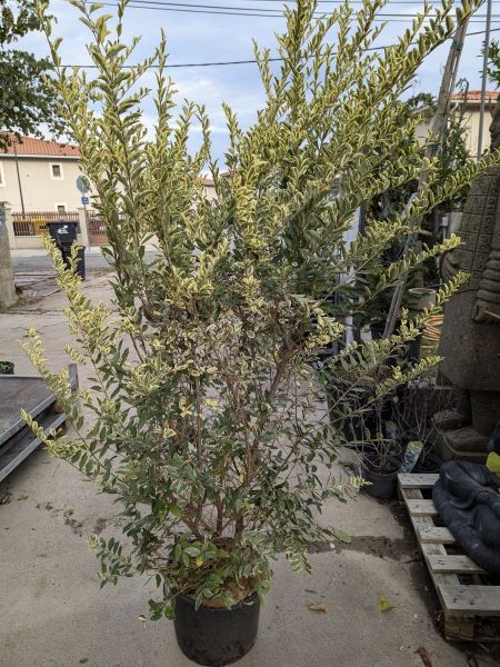 LIGUSTRUM-SUR-COMMANDE