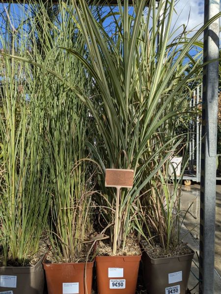 MISCANTHUS-SINENSIS-CABARET