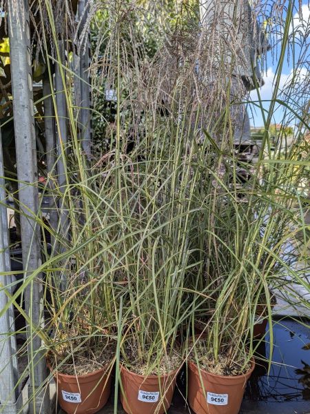 MISCANTHUS-PINK-CLOUD