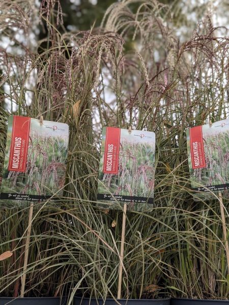 MISCANTHUS-SINENSIS-SILVER-CLOUD