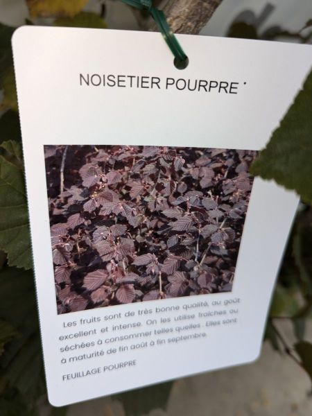 NOISETIER-POURPRES