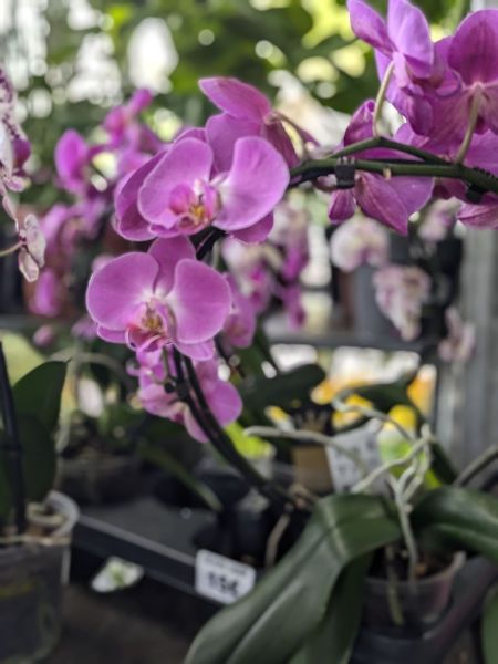 ORCHIDEE-PHALEANOPSIS