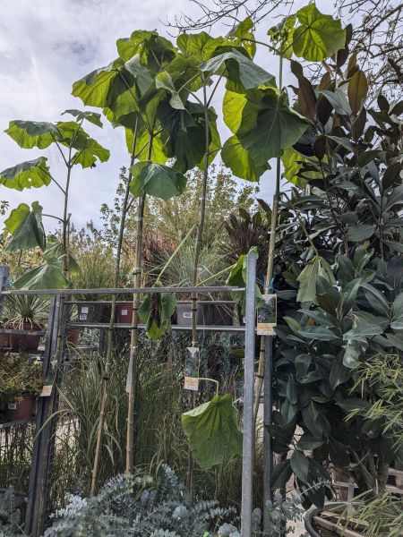 PAULOWNIA-TOMENTOSA