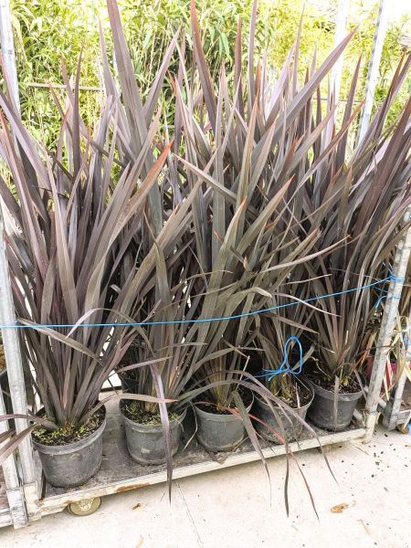 PHORMIUM-Rose