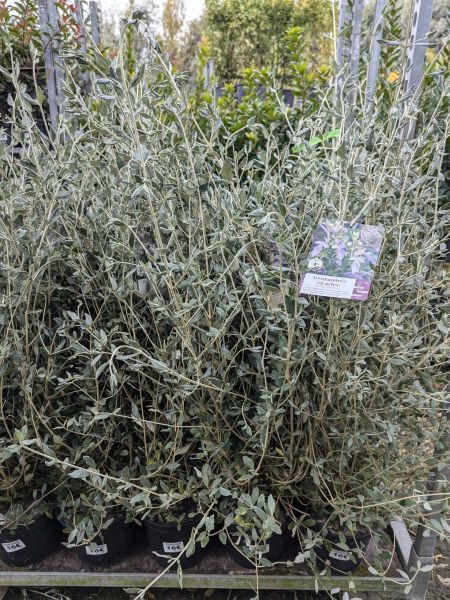 TEUCRIUM-GEMANDRE