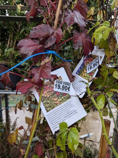 VIGNE-VIERGE-PATHENOCISSUS-QUINQUEFOLIA