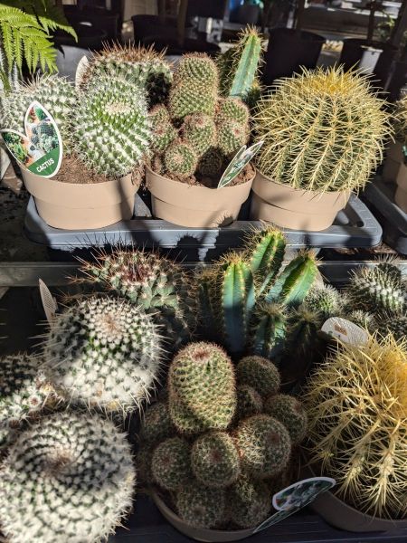 ARRIVAGE-CACTUS