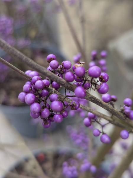 CALLICAPRA-BODINIERI-L-ARBRE-A-BONBONS-2