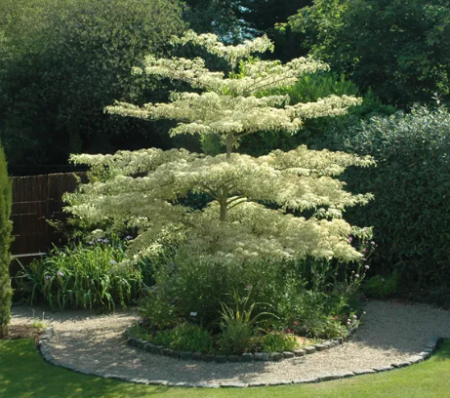 CORNUS-CONTROVERSA-VARIEGATA-2