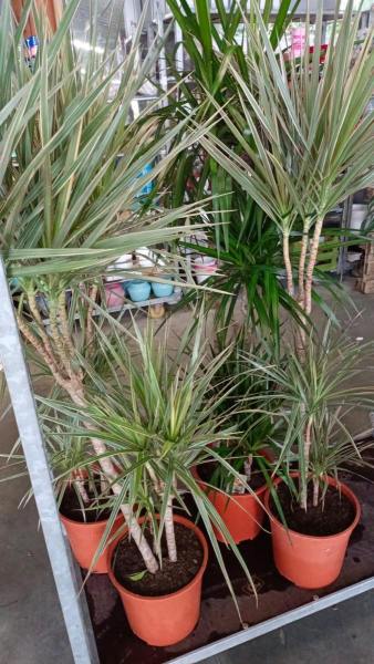 DRACAENA-MARGINATA