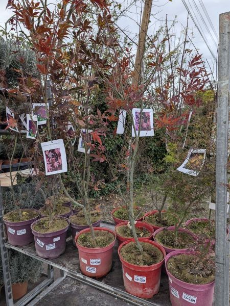 ERABLE-DU-JAPON - ACER PALMATUM