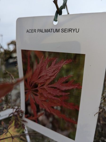 ERABLE-DU-JAPON- ACER PALMATUM SEIRYU