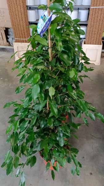 FICUS-BENJAMINA