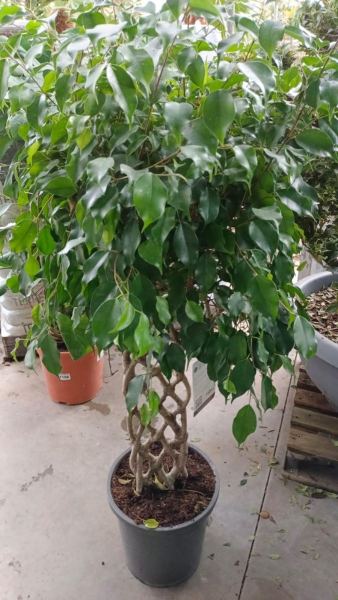 FICUS-TRES-VIEUX-PIED-TRESSE