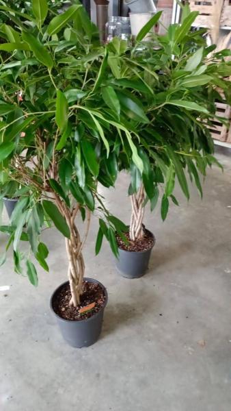 FICUS-TRESSE-AMSTEL-KING