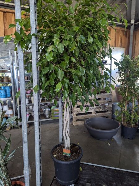 FICUS-TRESSE