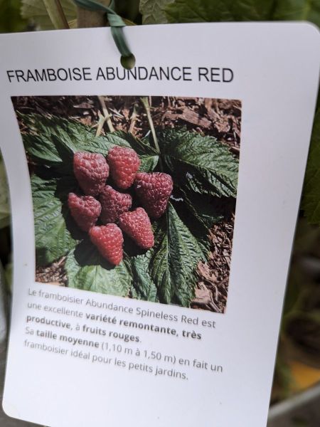 PETIT-FRUIT-FRAMBOISIER