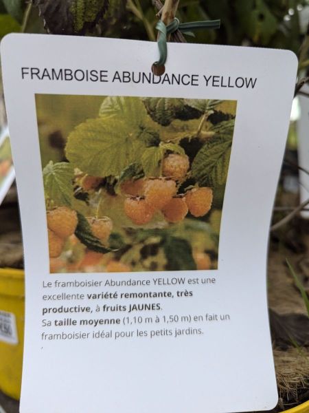 FRAMBOISE