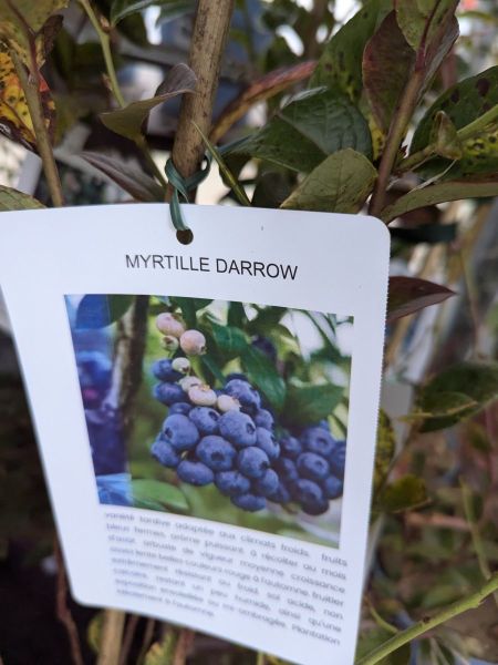 PETIT-FRUIT-MYRTILLE DARROW