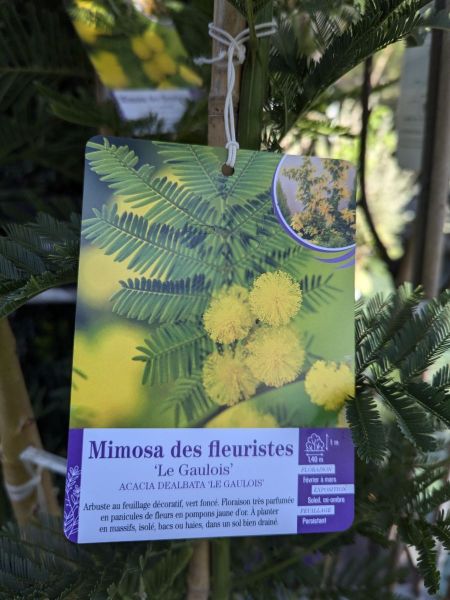 MIMOSA-GAULOIS