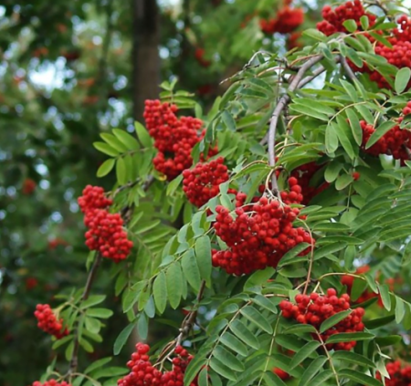 SORBUS-AUCUPARIA-1