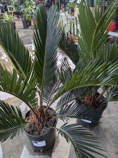 CYCAS-REVOLUTA25€