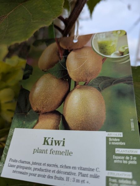 KIWI-pied femelle