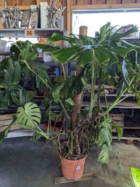 MONSTERA-DELICIOSA-XL-1