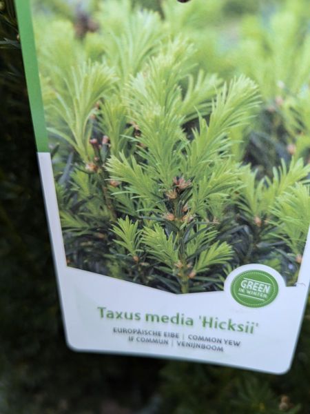 TAXUS-M-HICKSII-1