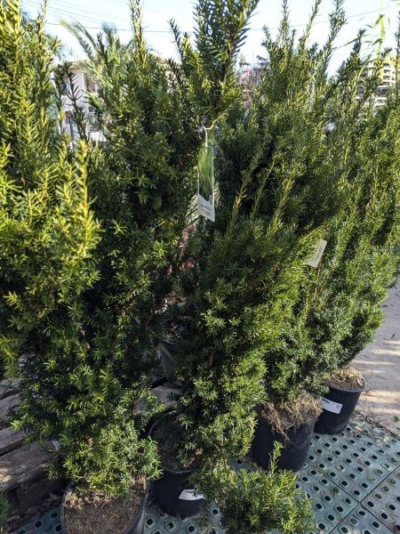 TAXUS-M-HICKSII-2